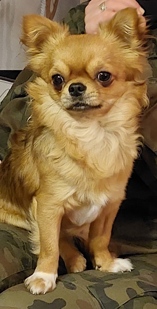 chi
